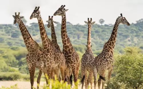 Group of six giraffes in Tarangire National Park, Tanzania
